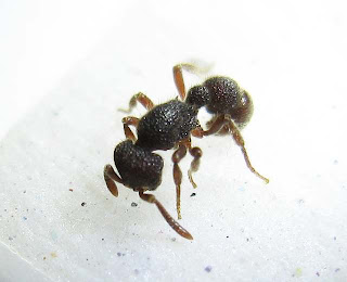 A worker of Proceratium deelemani ant
