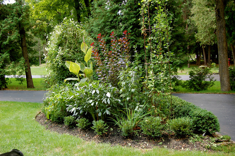 Real Staying Power Annabelle Hydrangea And Dusseldorf Pride