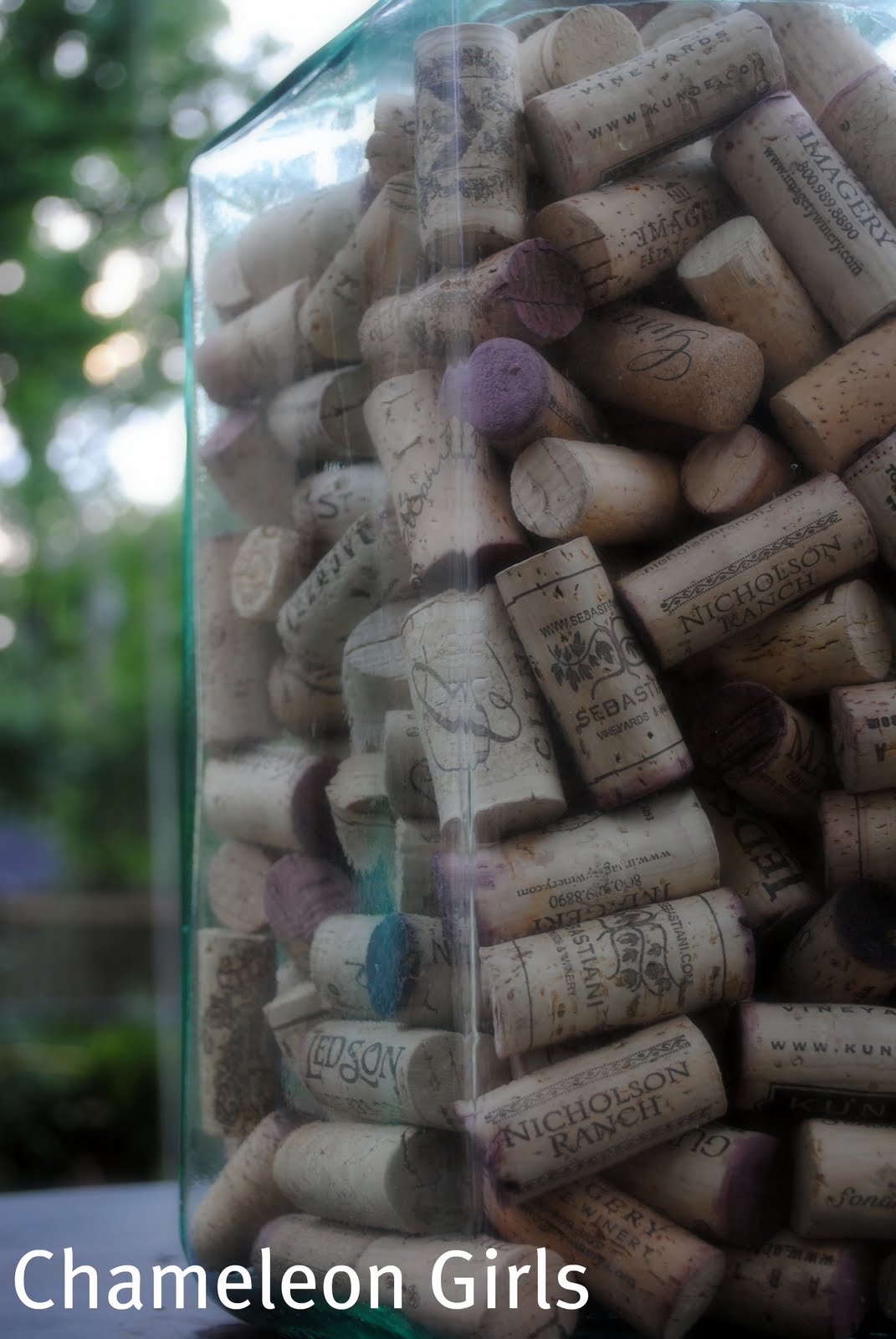 Chameleon Girls Cork Board