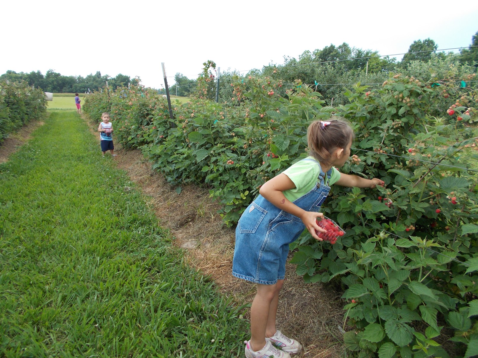 Brenda's Berries & Orchards Raspberry & Early Blackberry Harvest