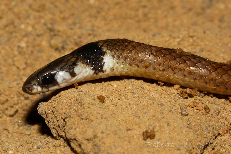 Anfíbios e Répteis do Brasil Tantilla melanocephala (Linnaeus, 1758)