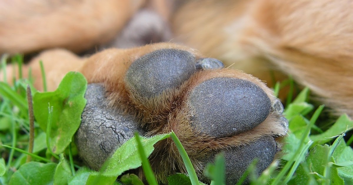 All About Our Pets Why Do My Dogs Paws Smell Like Corn Chips?