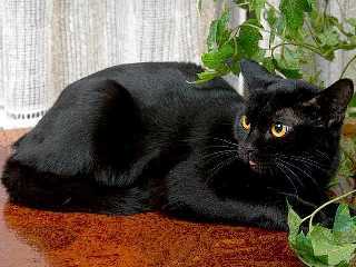 The Life Of Animals Bombay Cat