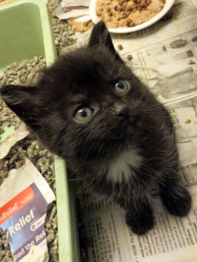 Black%2Bkittens%2B4%2Bweeks.jpg