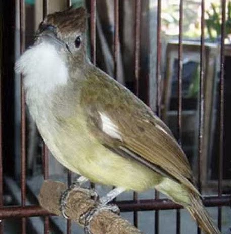 17 Jenis Burung Kicau Dari Harga Puluhan Ribu Hingga Jutaan