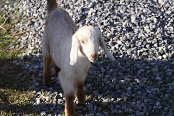 Billy ~The Billy Goat~