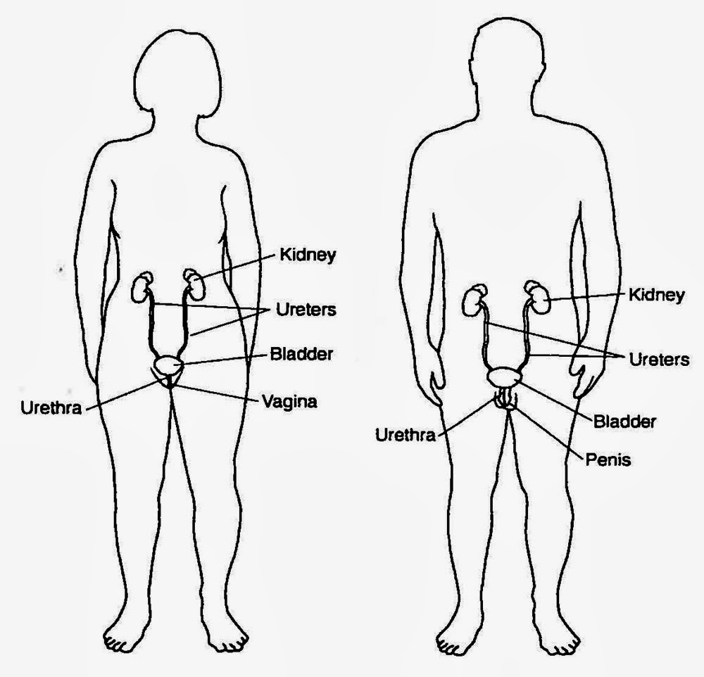 Where Are Your Kidneys Located? - The Human Body for Kids - Ency123