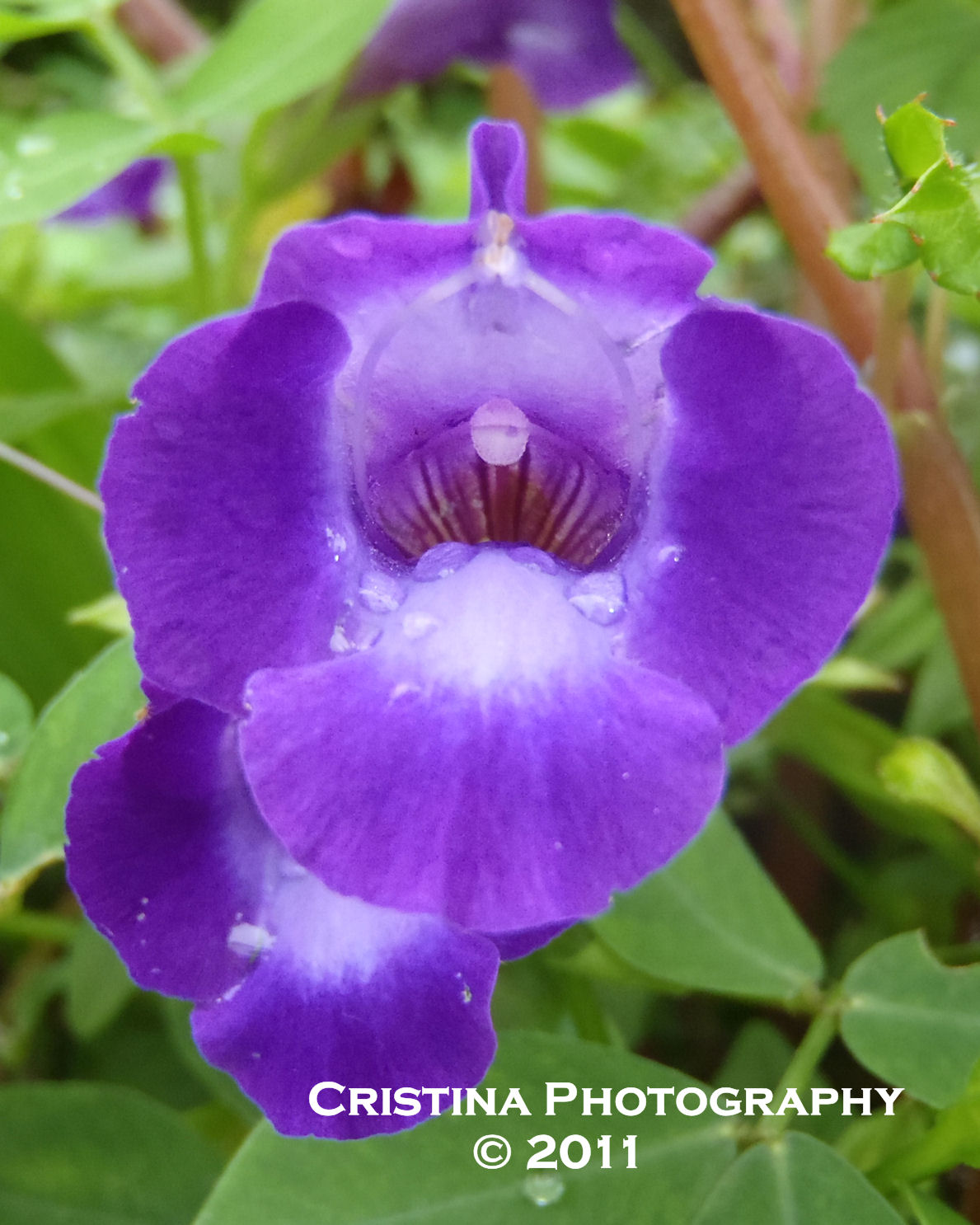 Flowers of Panama Rare, common and exotic flowers from Central America