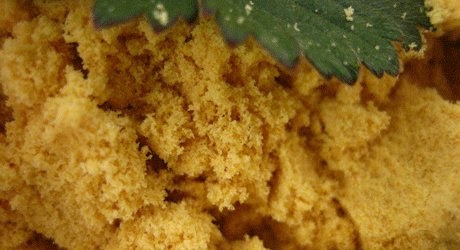 mustard plaster during civil war mustard plaster during civil war