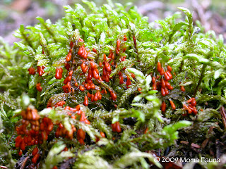 Leocarpus fragilis, Insect-Egg Mass Slime