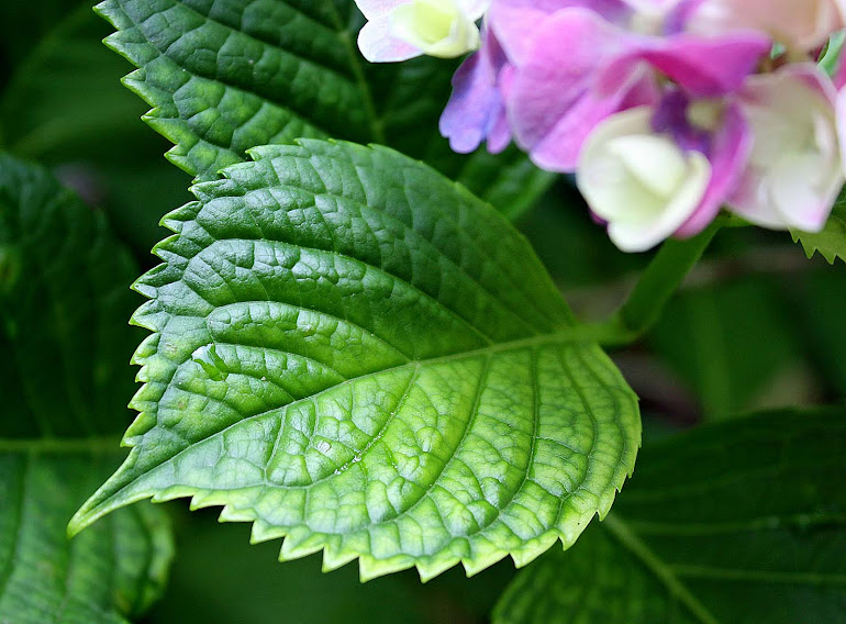 Hydrangea Leaf