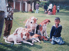 Rare "FOXHOUNDS" at  the :Ooty Dog Show" (10-5-98)