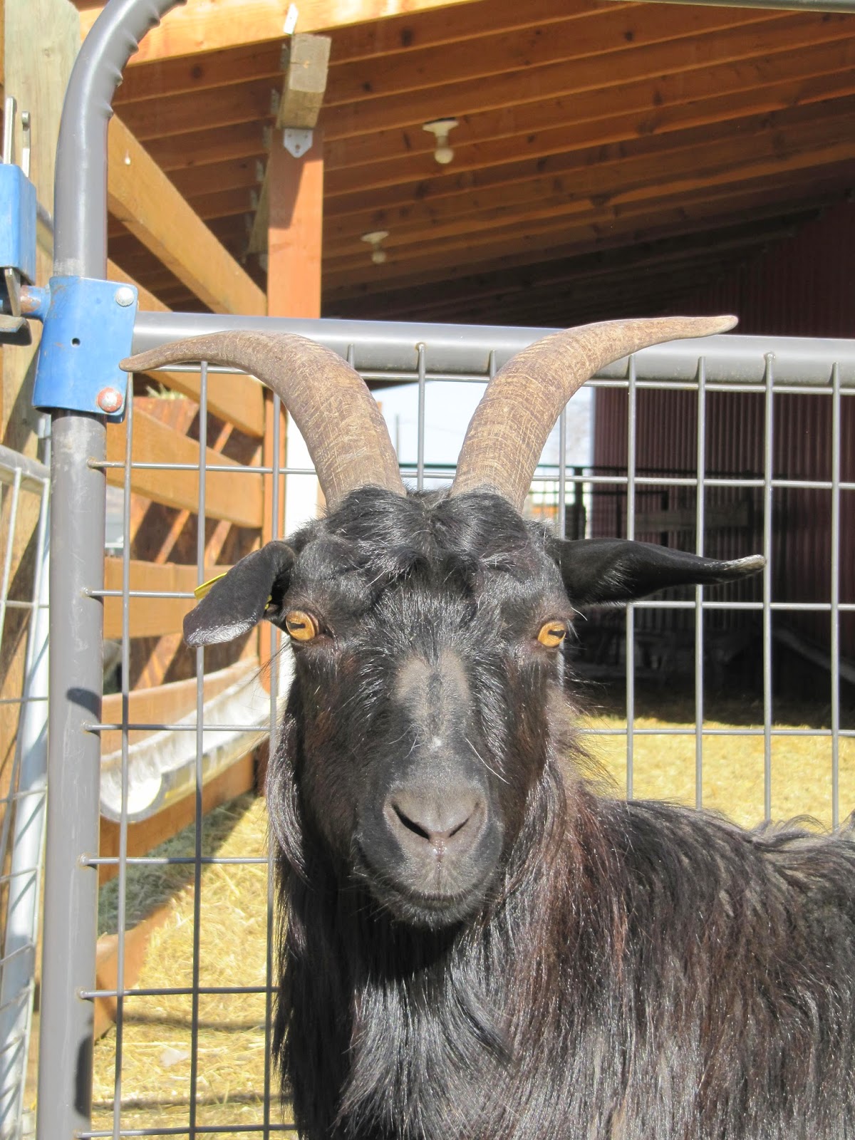 LIBERTY FARM CASHMERE GOATS CASHMERE GOATS FOR SALE