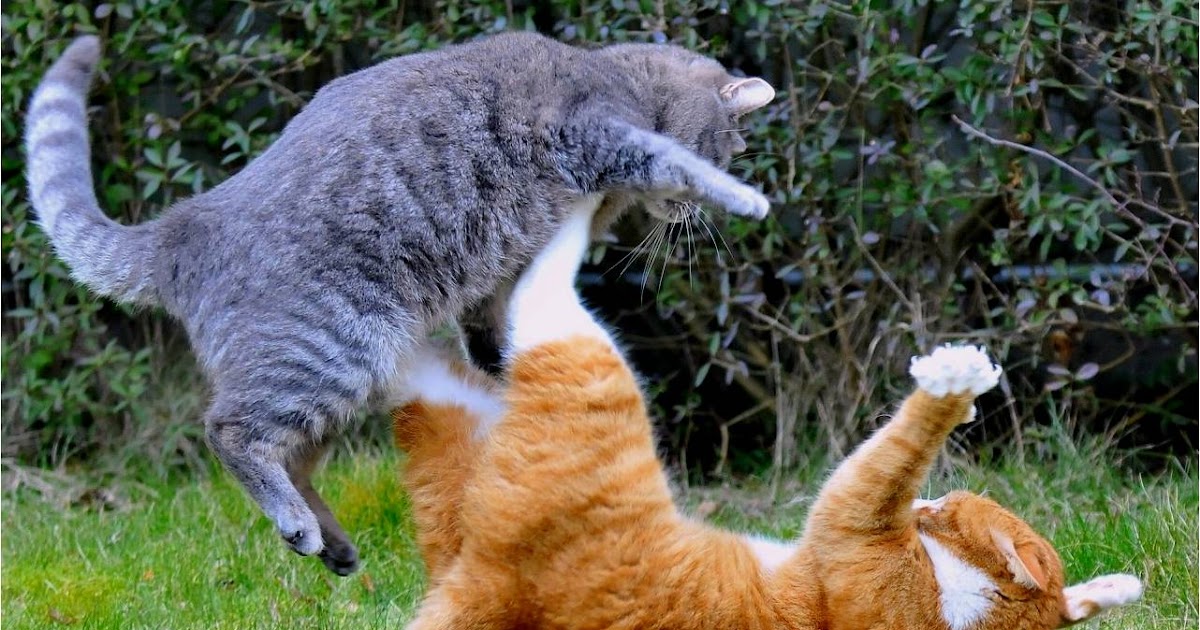 Judy's Cats CATS IN ACTION 1