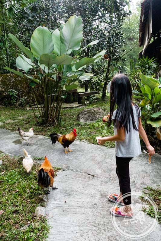 Feeding chickens at Villa Sentosa