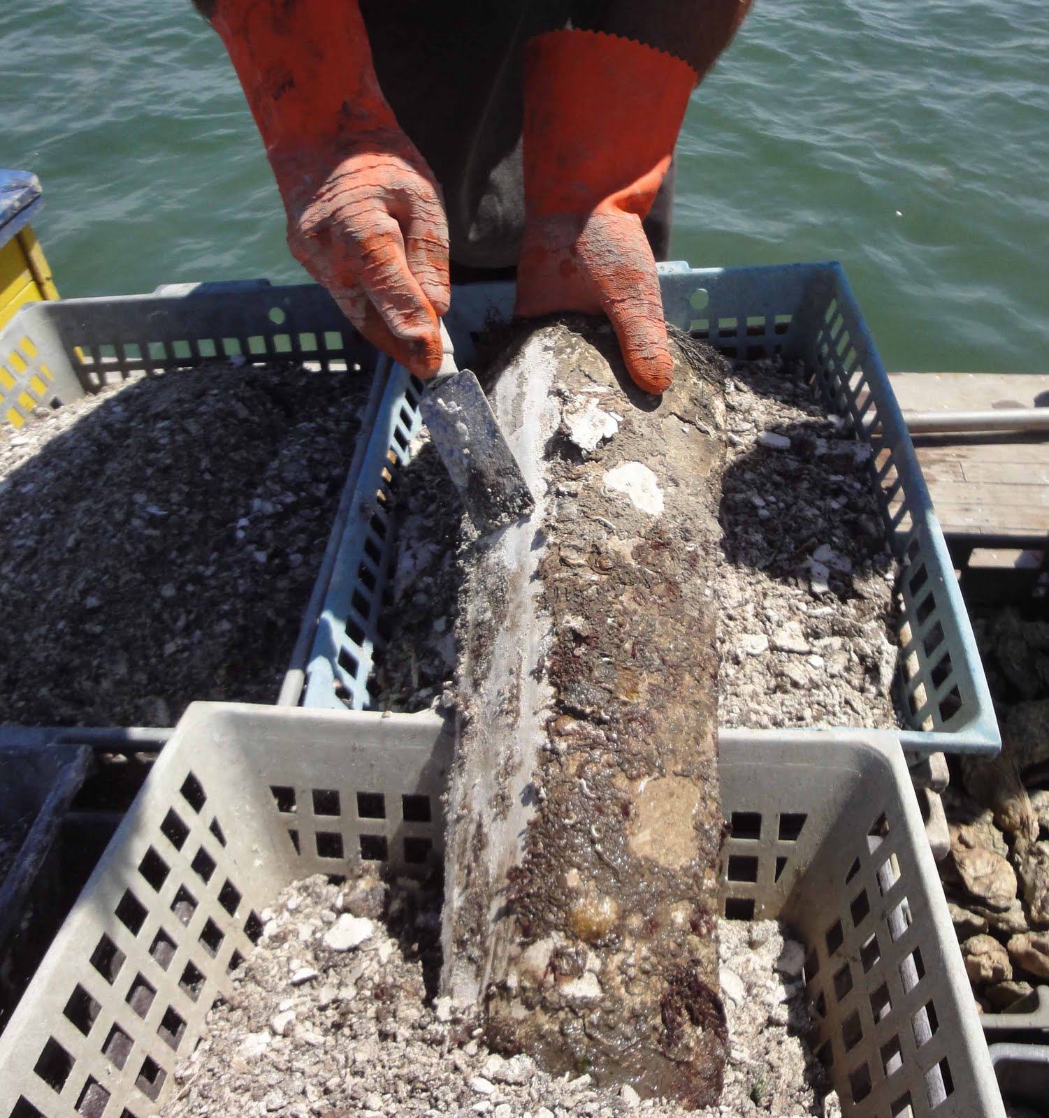 Europe au pif Oyster beds
