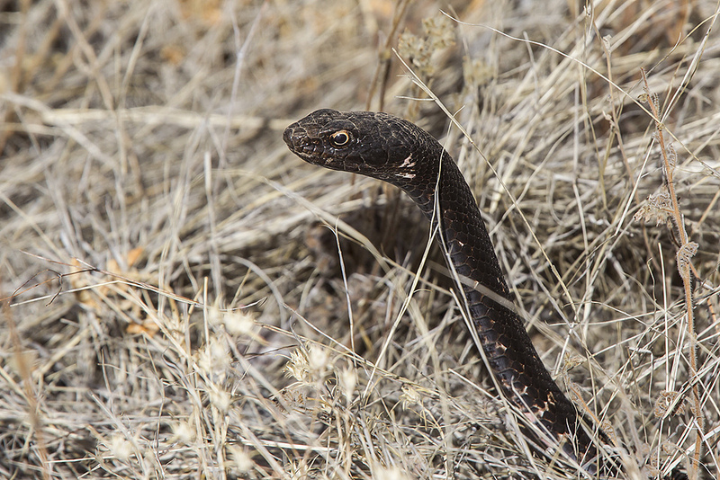 Gopher Snake - Sabino Canyon Volunteer Naturalists