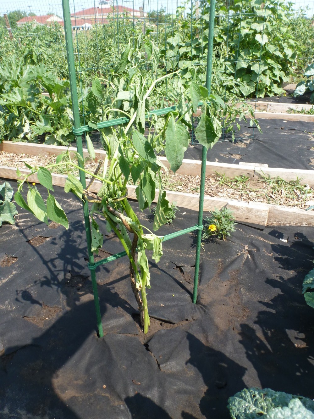 Anita's Health Blog Garden harvest & update