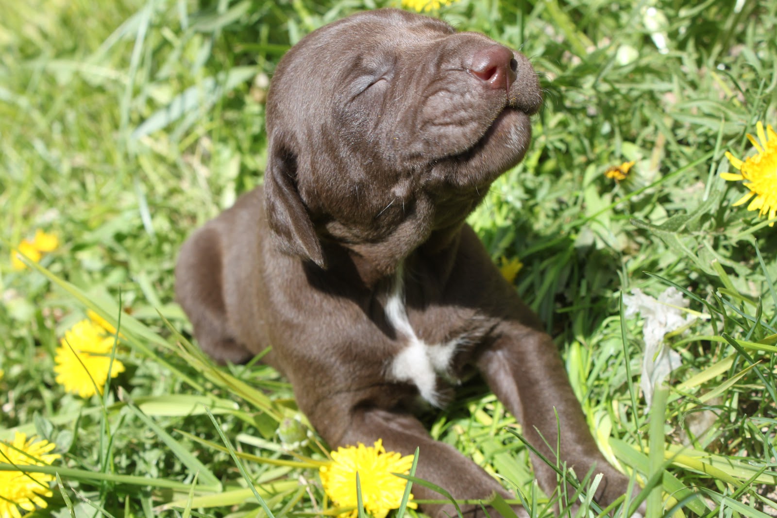 German Shorthair Pointer Puppies Utah Eyes Are Open