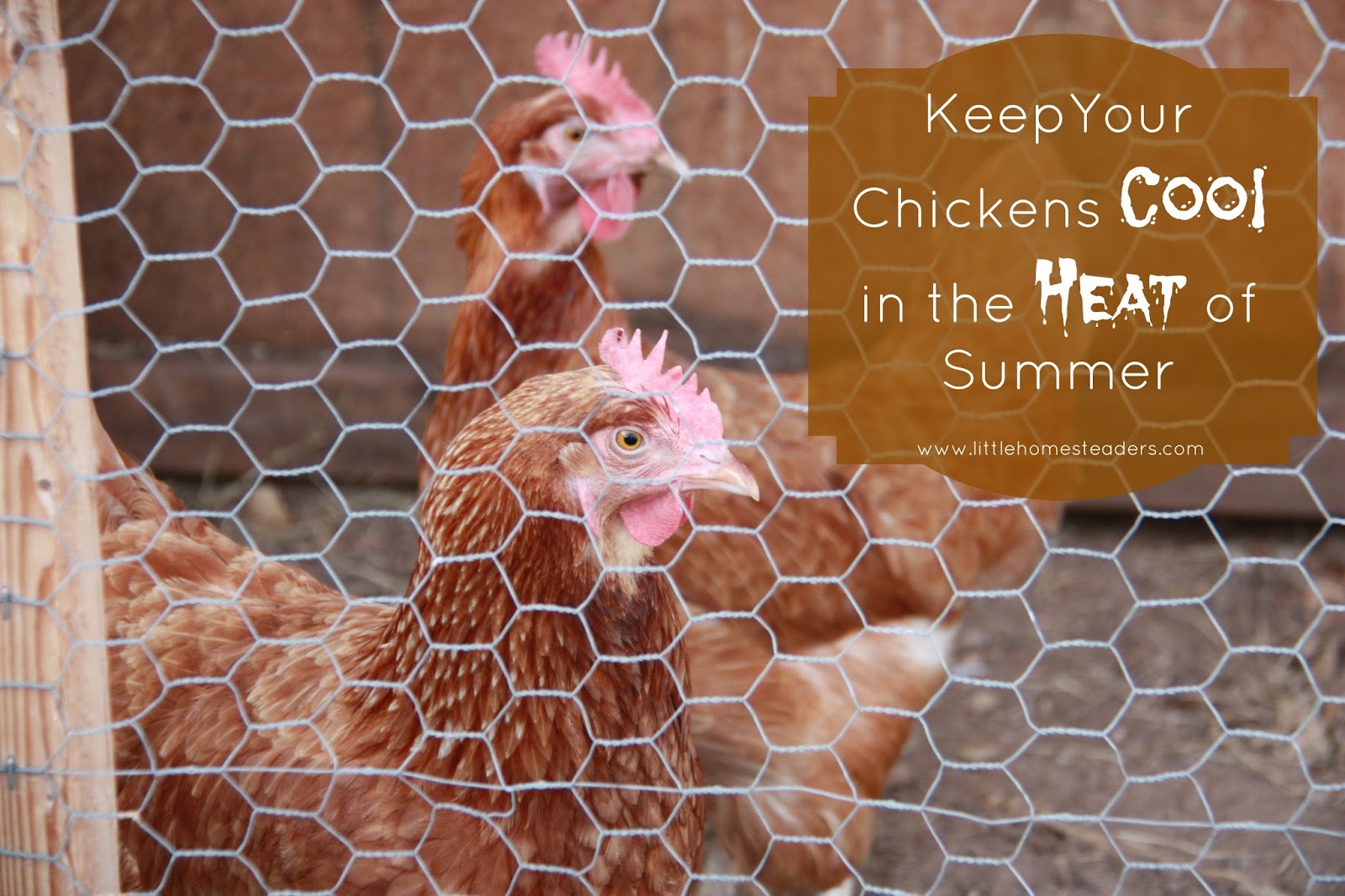 Caring for Your Chickens in the Heat Five Little Homesteaders
