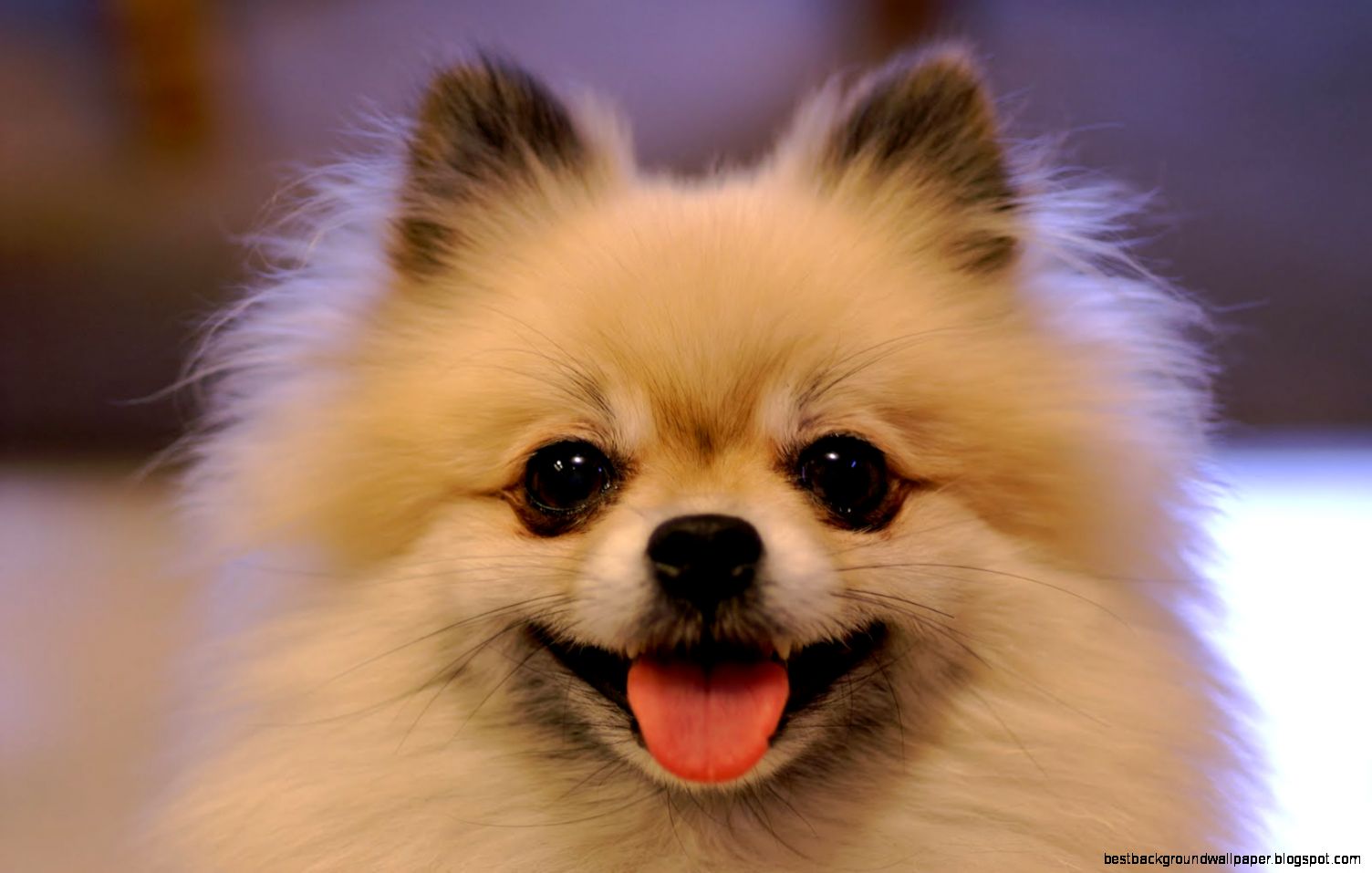 10 Best Pomeranian Dog Names 10 Best Pomeranian Dog Names