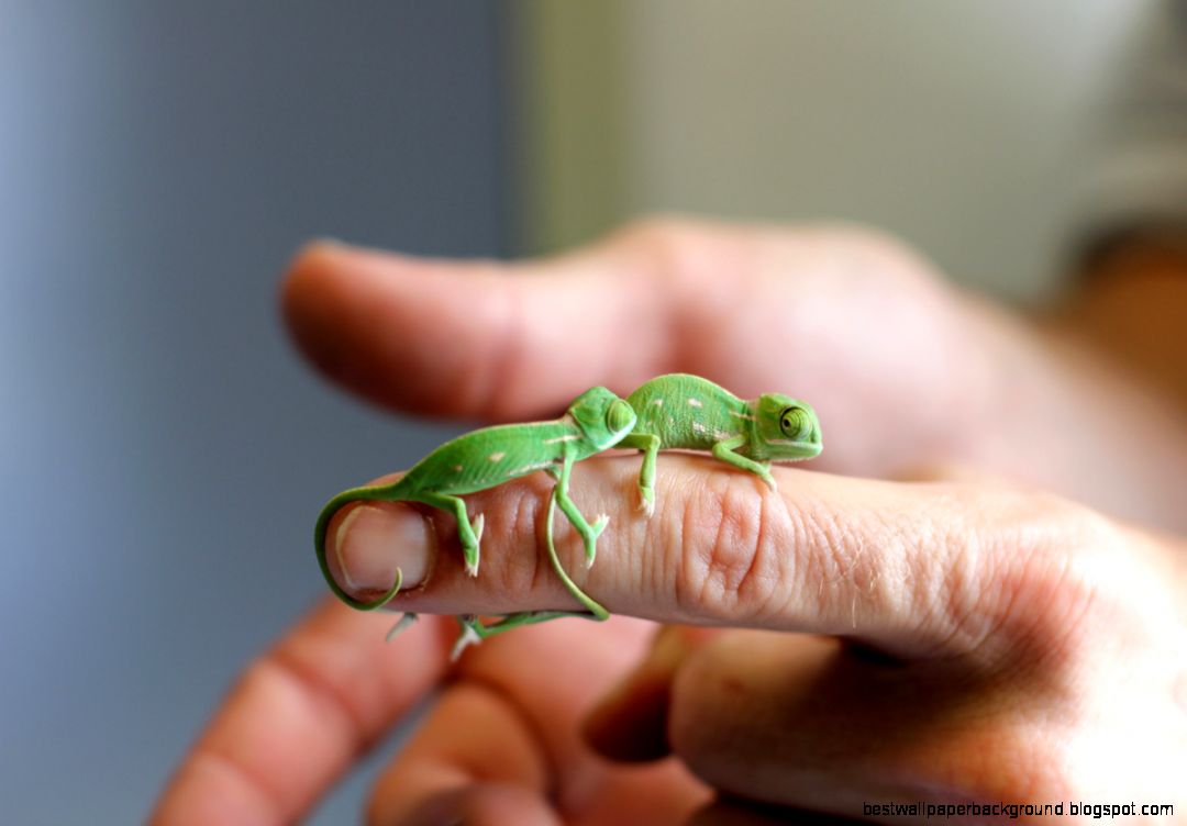 These Baby Chameleons Will Provide Your Daily Dose Of Squee These Baby Chameleons Will Provide Your Daily Dose Of Squee