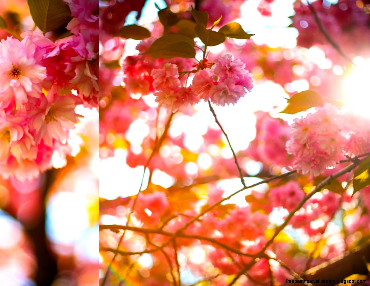 Bright And Cherry Desktop wallpapers is Bright And Cherry Desktop wallpapers is