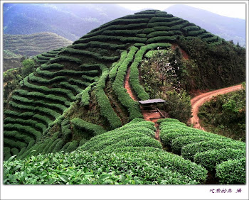 Tea field