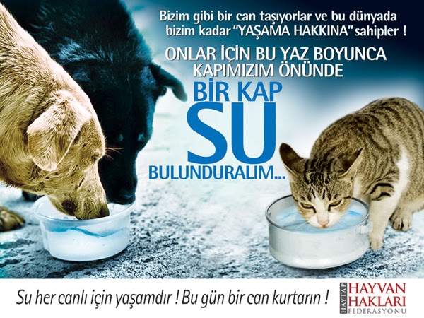 sokak-hayvanlari.bmp