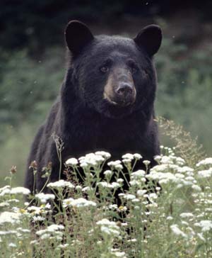 black bear in flowers