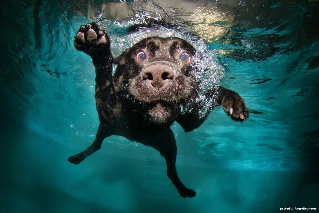 seth casteel dogs seth casteel dogs