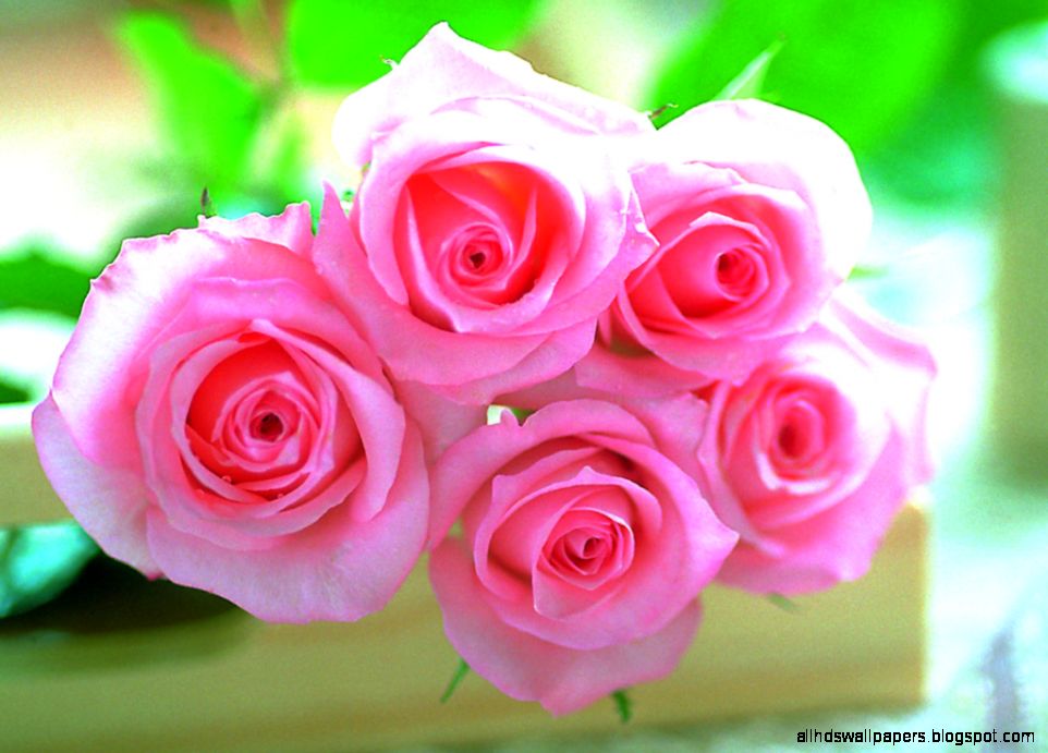 Pink roses pictures download Pink Wallpaper Designs Pink roses pictures download Pink Wallpaper Designs