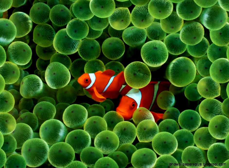 Free Retina Display Wallpapers MacBook Pro Free Retina Display Wallpapers MacBook Pro