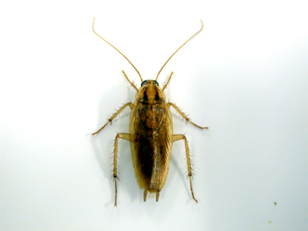 german insects cockroach roaches cockroaches male summertime pest