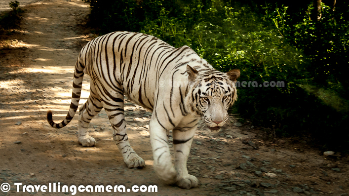 Wildlife Photo Journey In Bannerghatta National Park