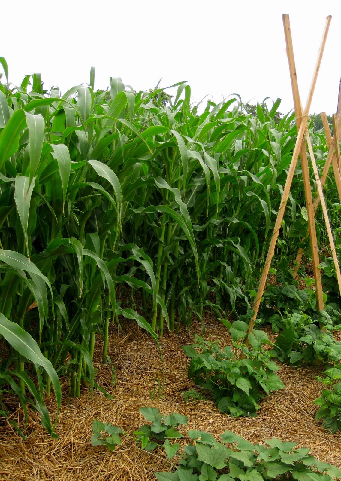Franklin County (PA) Gardeners Look What's Blooming in the