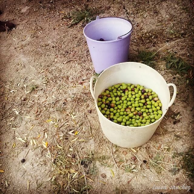 Ensalada de caballa y pimientos