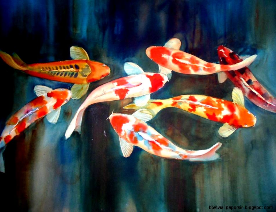 Koi Wallpaper Animals Town Koi Wallpaper Animals Town