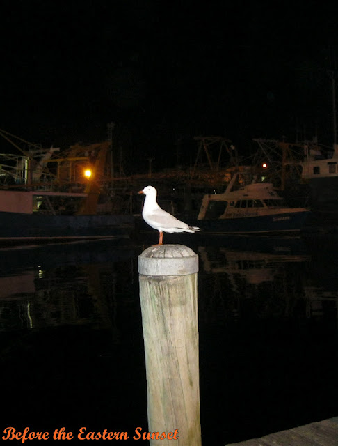 Bad bird eyeing my fish n chips at Cicerello's Landing.