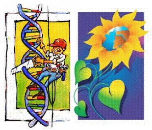 Alimentos Manipulados Geneticamente