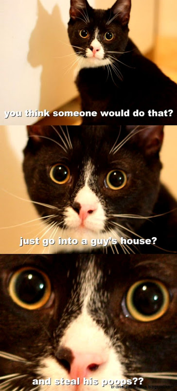 30 Funny animal captions part 11 30 pics funny quotes 30 Funny animal captions part 11 30 pics funny quotes