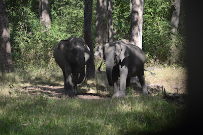 wild elephants nagarhole 