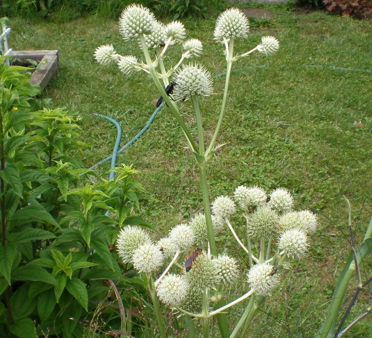 Rattlesnake Master Pollinator Information