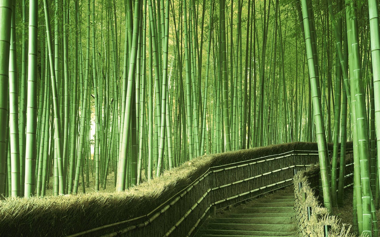 chinese bamboo forest