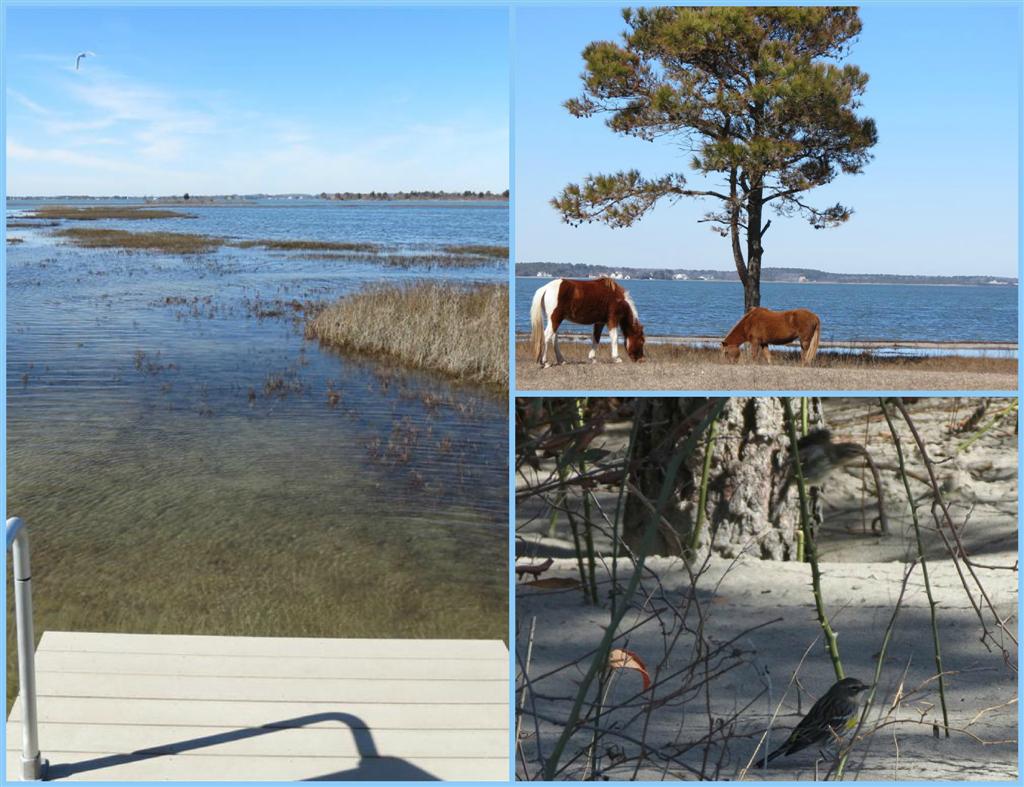Viewing Nature With Eileen Assateague Island Maryland
