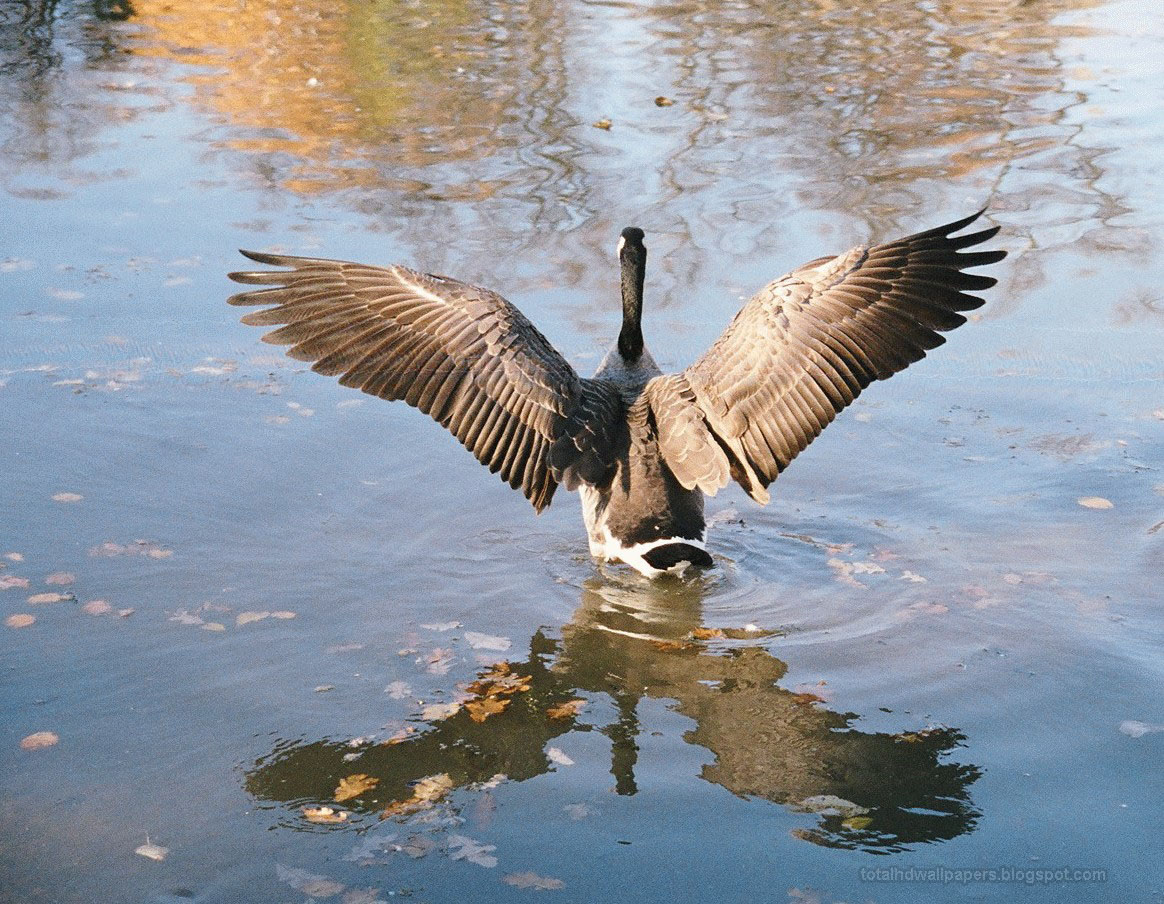 desktop goose android apk desktop goose android apk