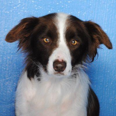 Pearcedale Dogs Home Pearcedale Dogs Home
