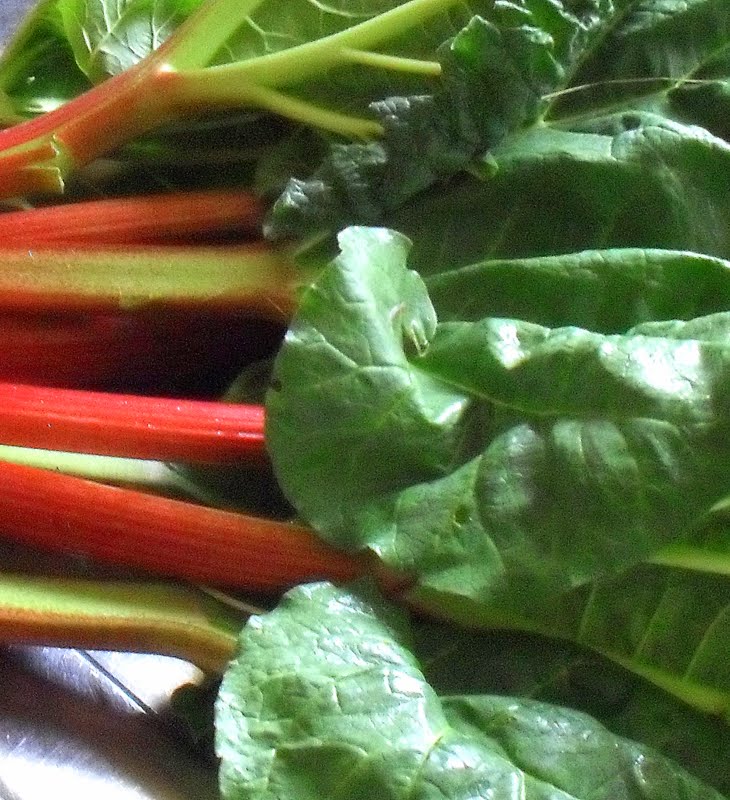 A Woman of the Soil The First Rhubarb of the Season