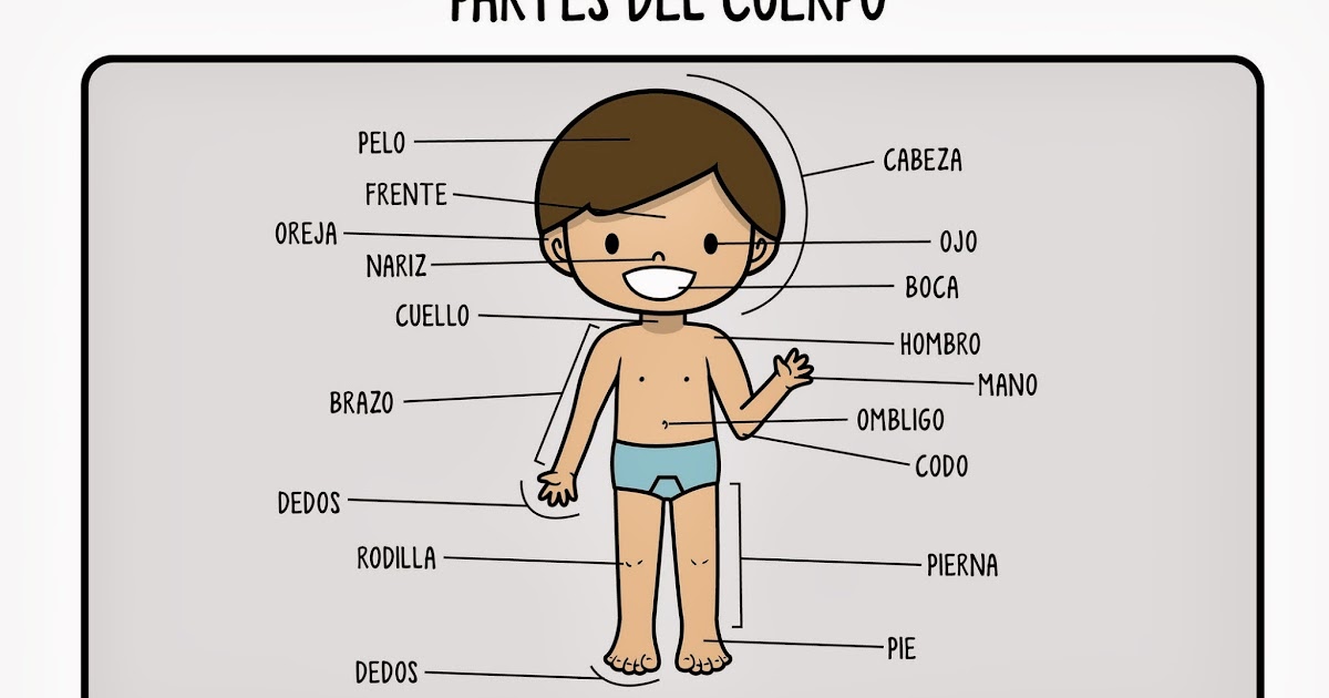 Aprendemos el cuerpo humano Las partes del cuerpo