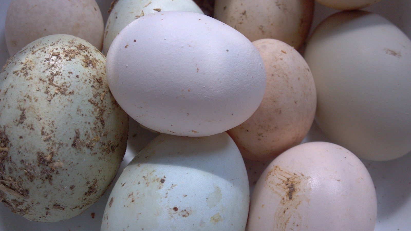 Chicken Poop Happens Community Chickens